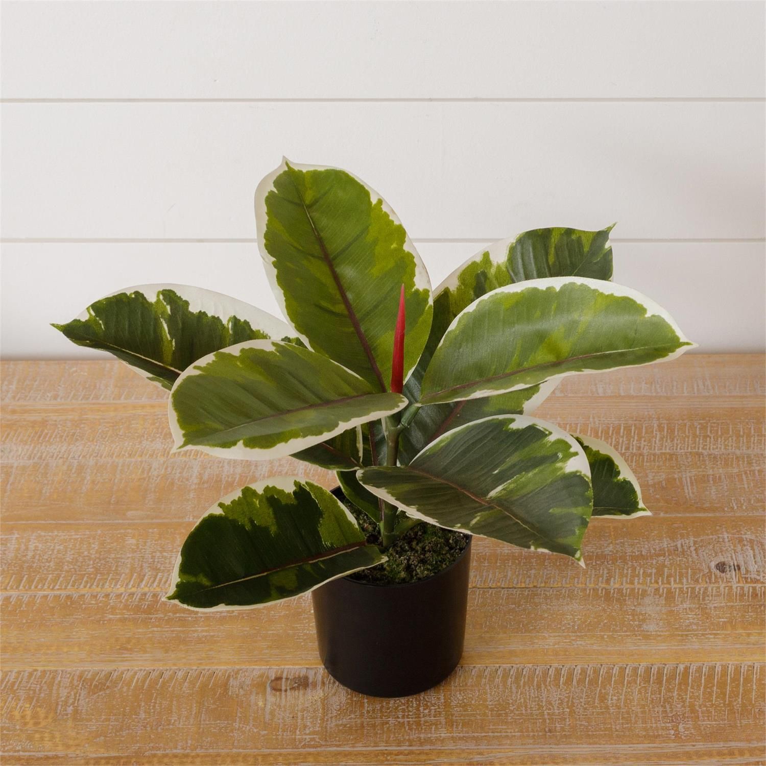 Variegated Rubber Plant