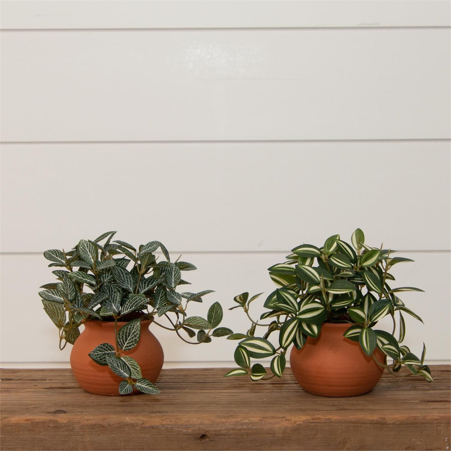 Tradescantia Zebrina Plant