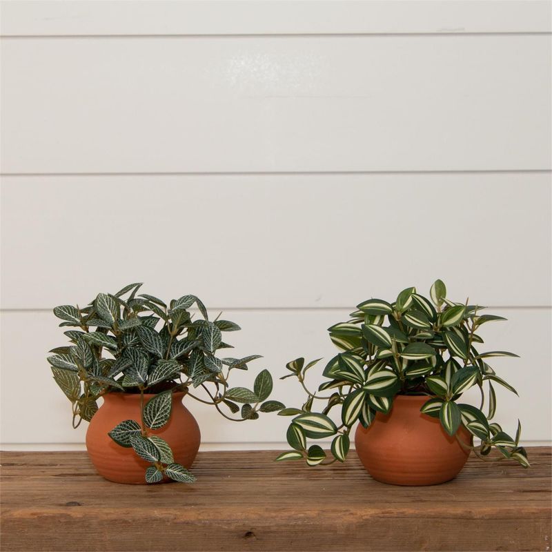 Tradescantia Zebrina Plant