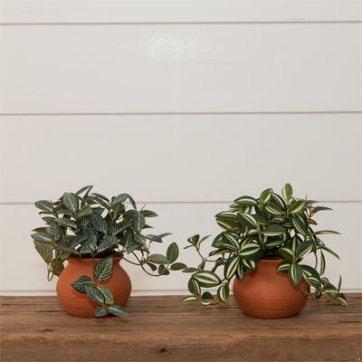 Tradescantia Zebrina Plant