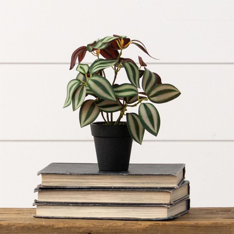 Wandering Jew Plant