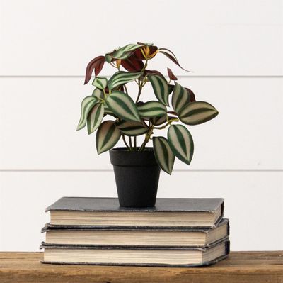 Wandering Jew Plant
