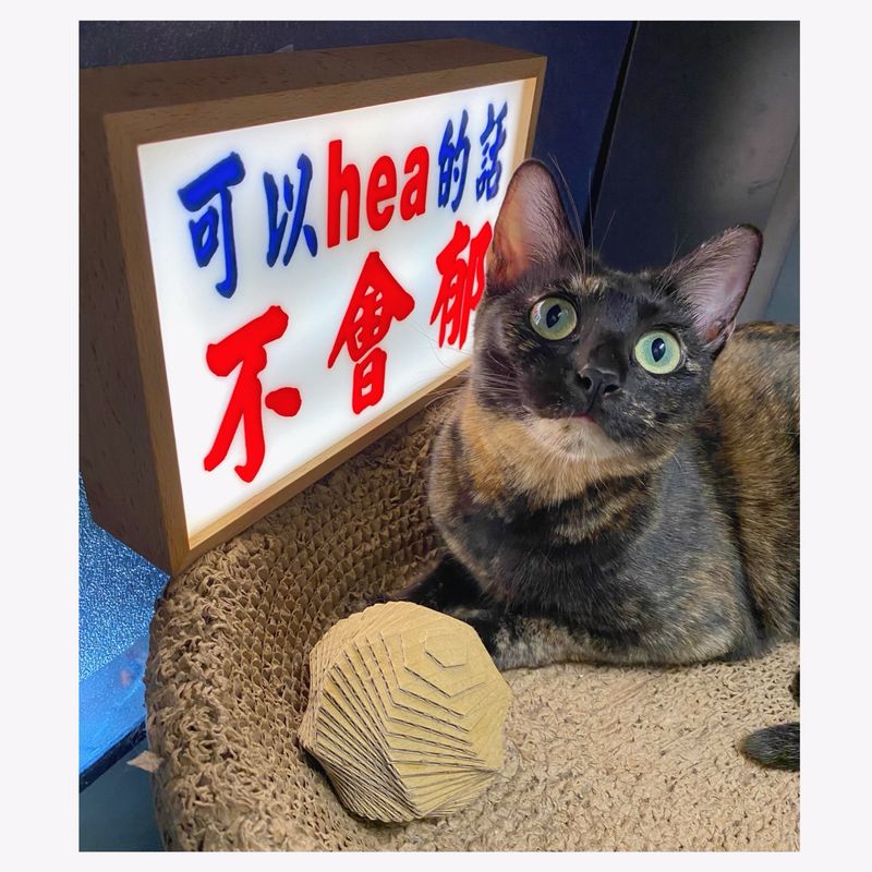 小巴牌-中牌-木製燈箱