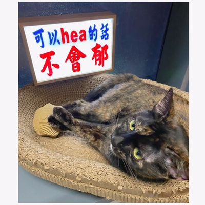 小巴牌-中牌-木製燈箱