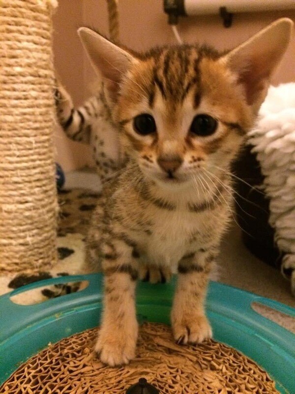Misty Female/Male Also Available 8 Weeks Old