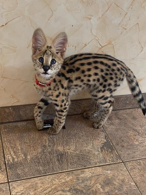 Princess Female/Male Also Available 7-8 Weeks Old