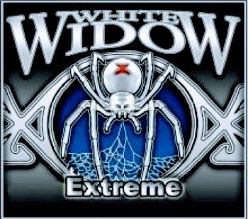 White Widow EXTREME | 20 G 