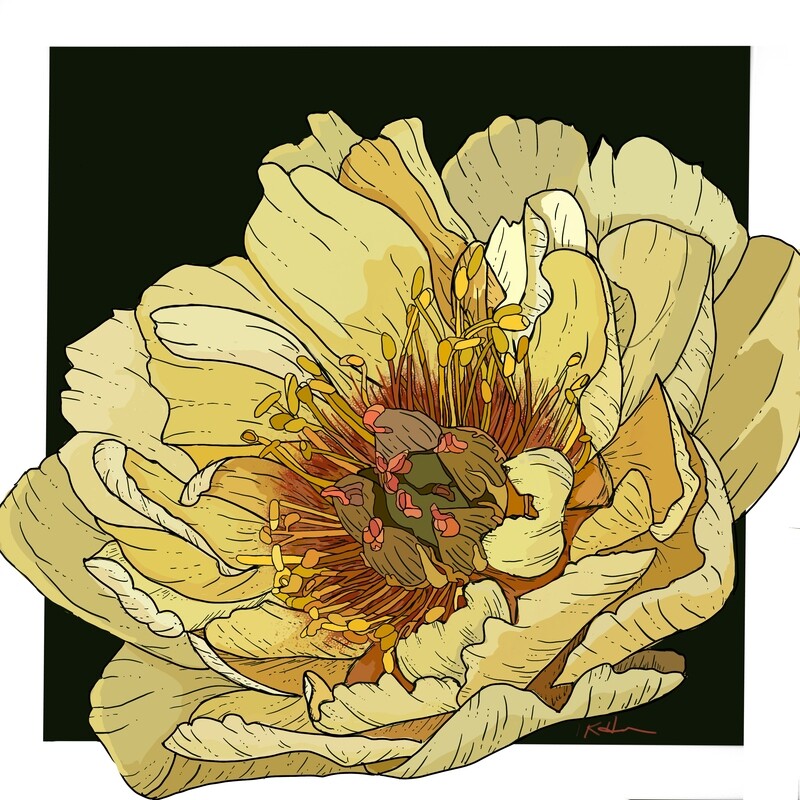 Peony Yellow Illustration ArtPrint