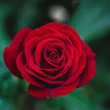Rosas mikado a granel