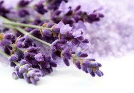 Lavanda mikado a granel