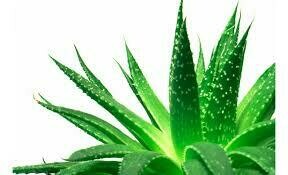 Aloe Vera mikado a granel