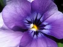 Violetas mikado a granel