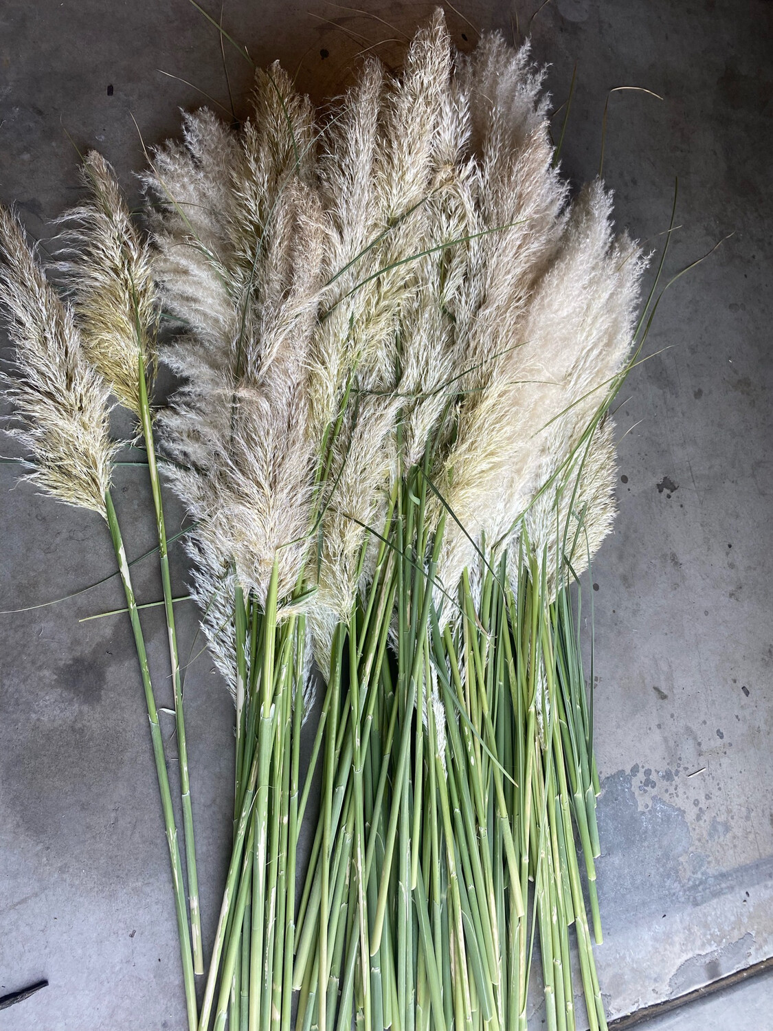 Pampas Grass