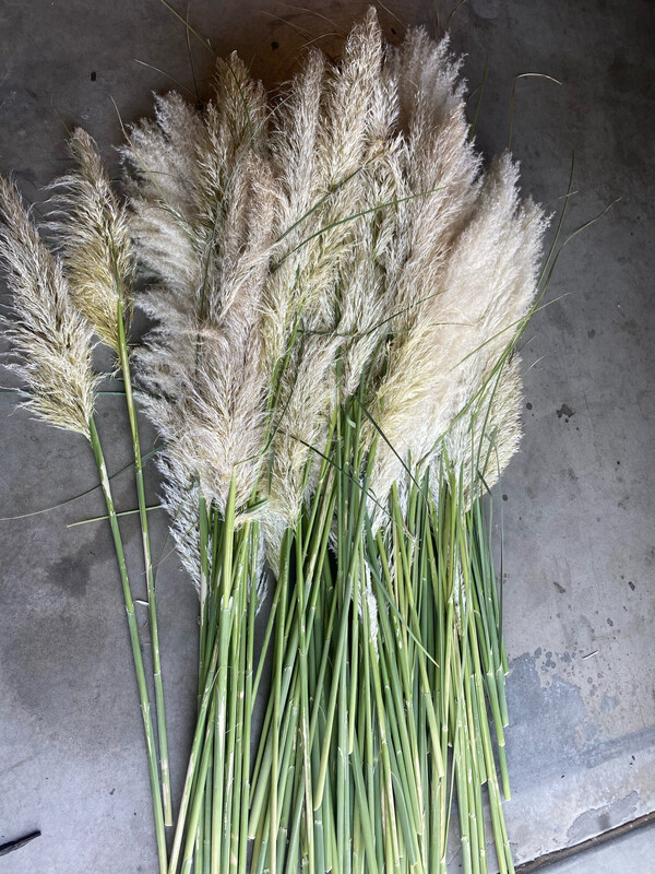 Pampas Grass