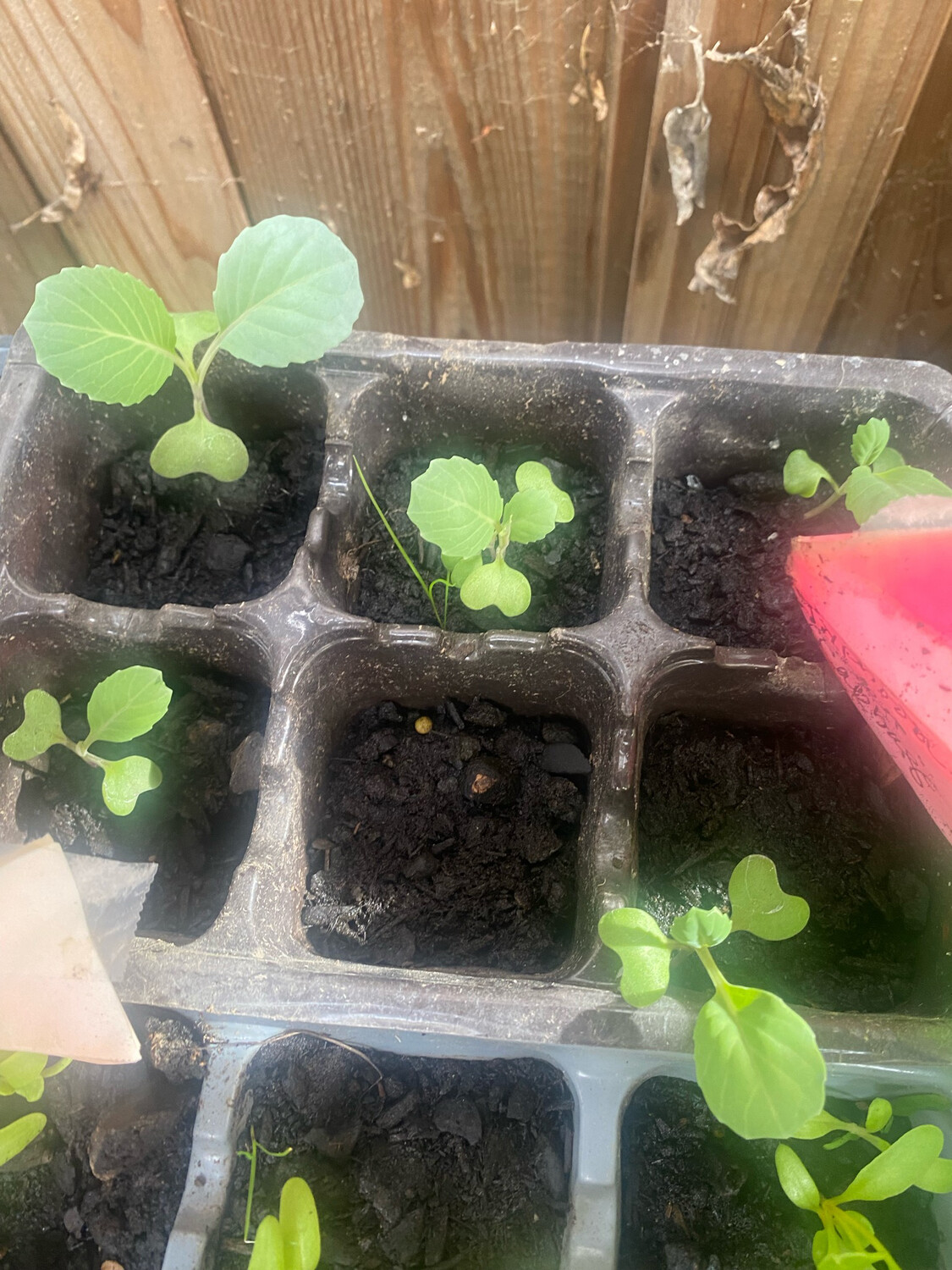 Green Cabbage Single