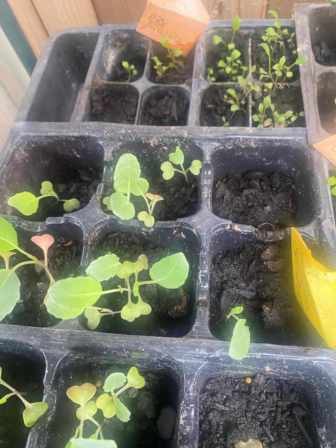 Green Cauliflower-single