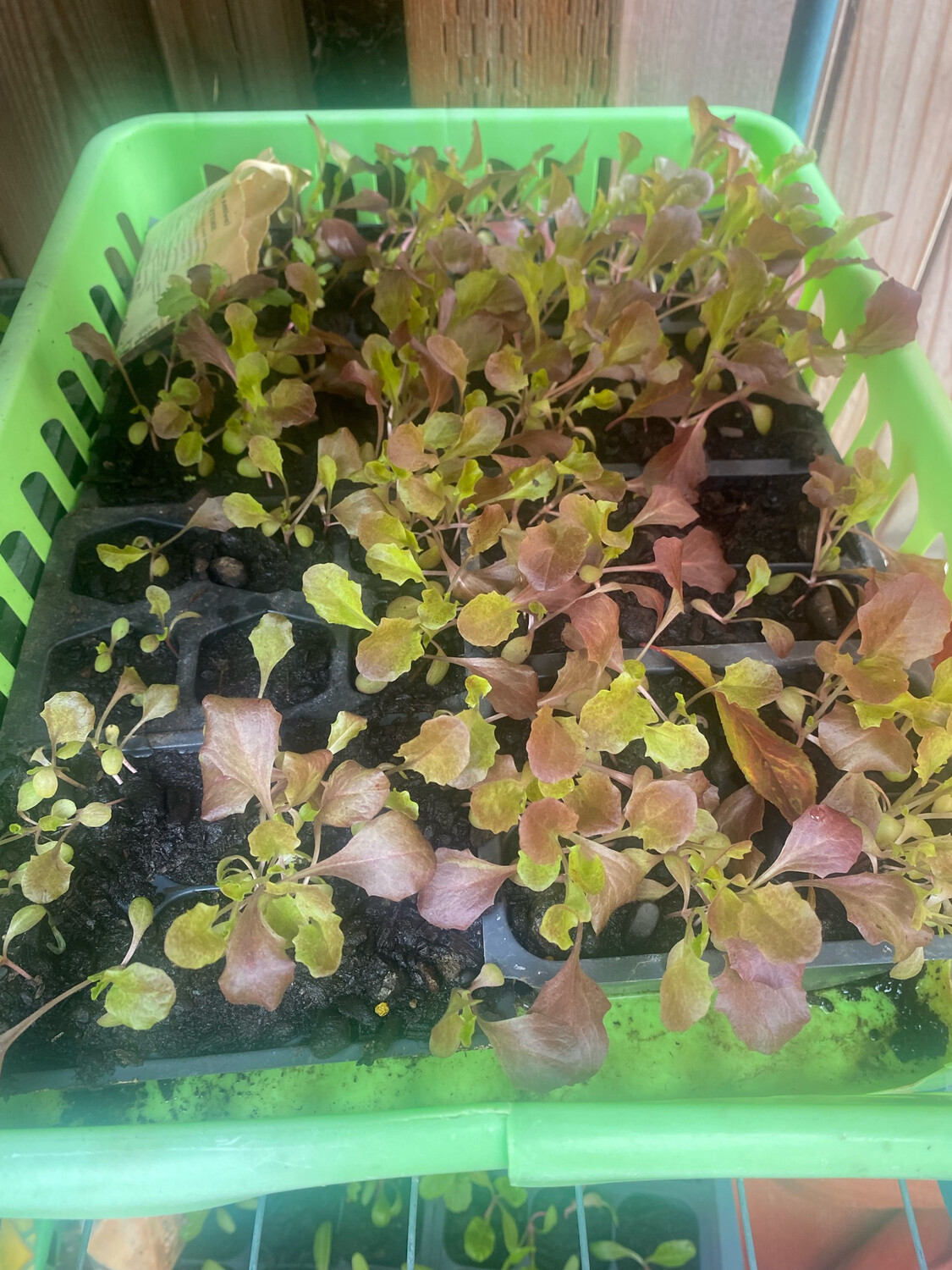Heirloom Lettuce-6pk