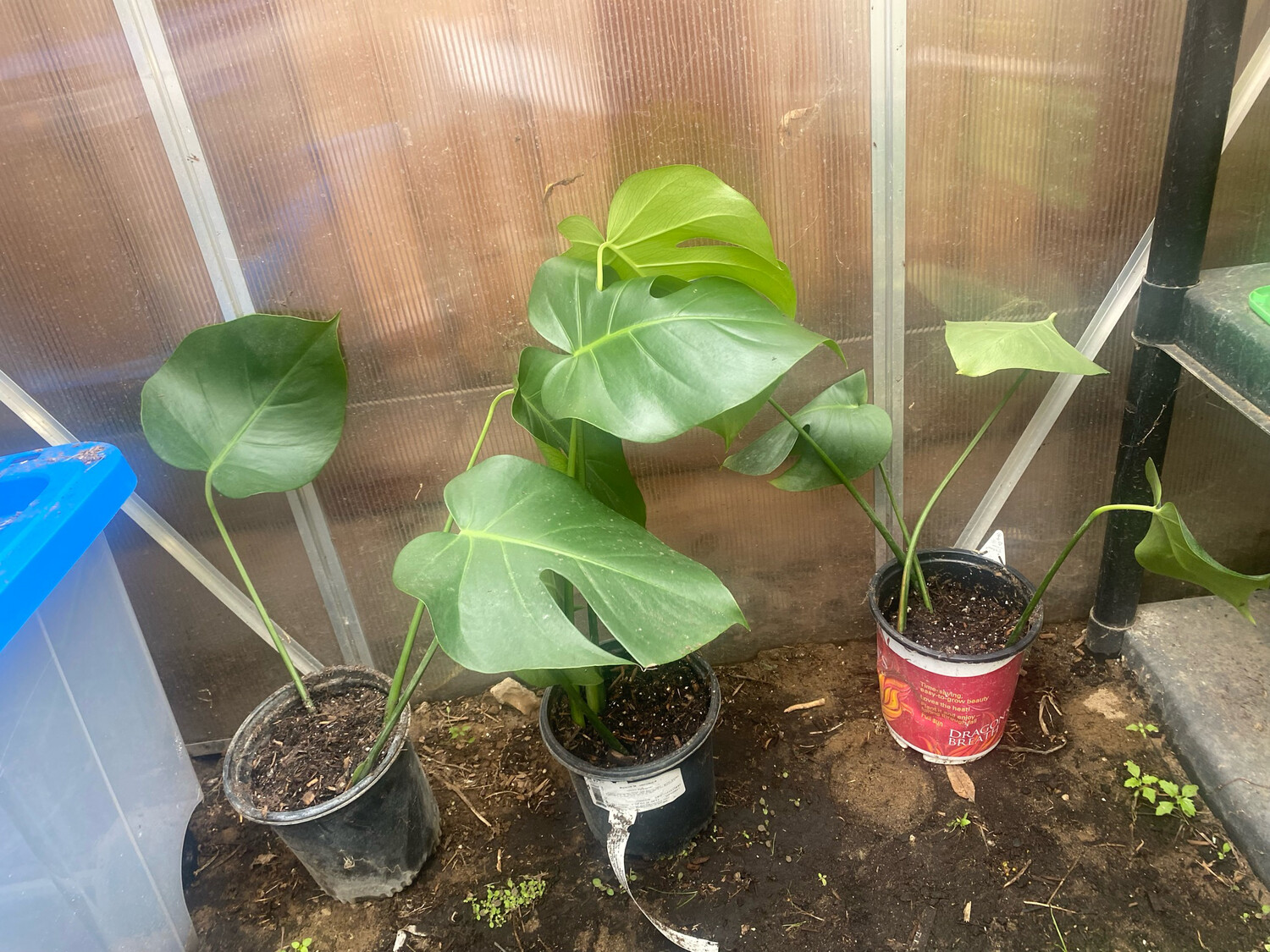 Potted Monstera Cutting