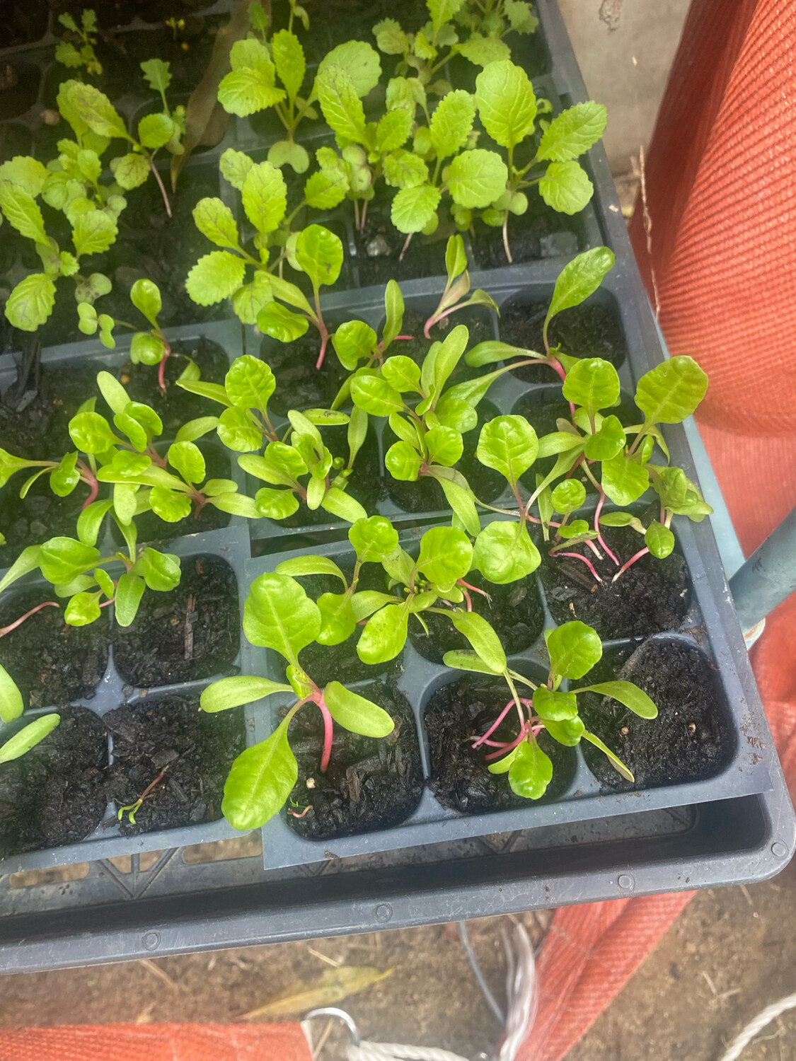 Peppermint Swiss chard