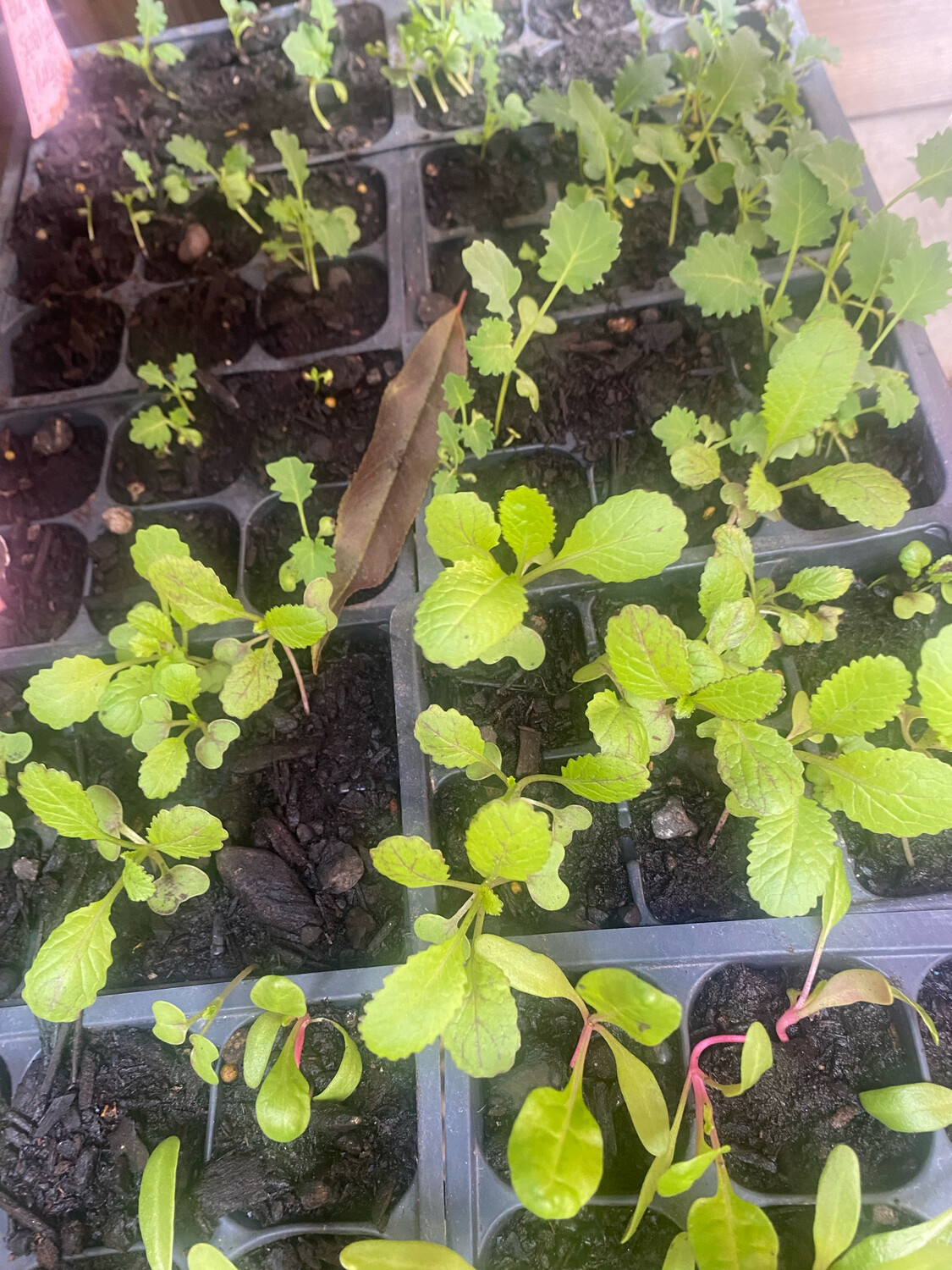 Japanese Giant Mustard-6pk
