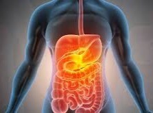 Digestive Enzymes