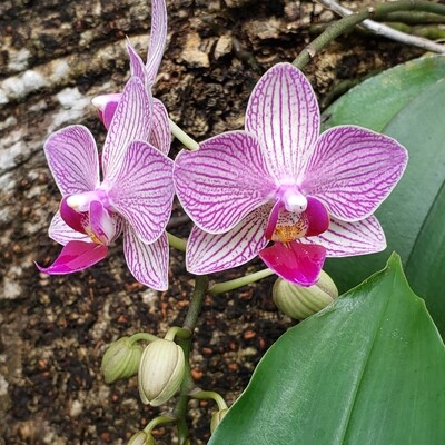 Orchid Restaurant