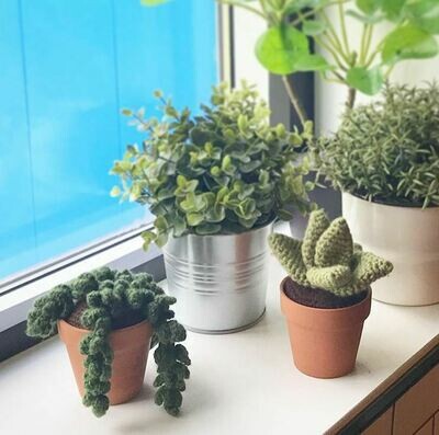 Succulent Squad