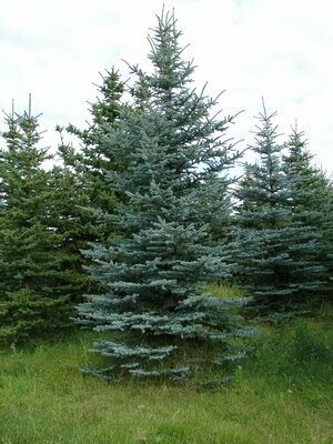 Tree Farm - Colorado Blue Spruce Catalogue