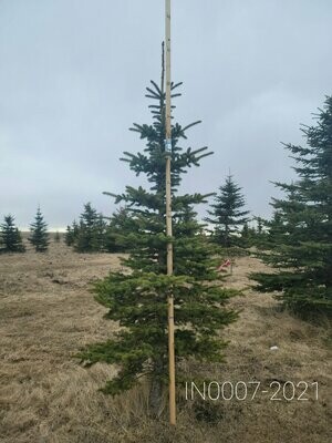 Colorado Blue Spruce | SKU INB11R1-N4-2021 IN0007-2021