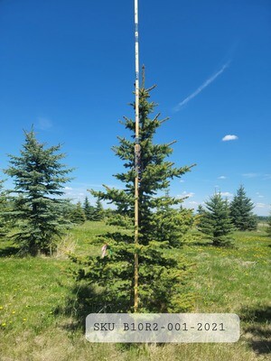 Colorado Blue Spruce | SKU B10R2-001-2021