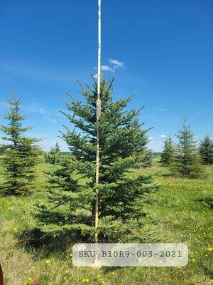 Colorado Blue Spruce | SKU B10R9-003-2021