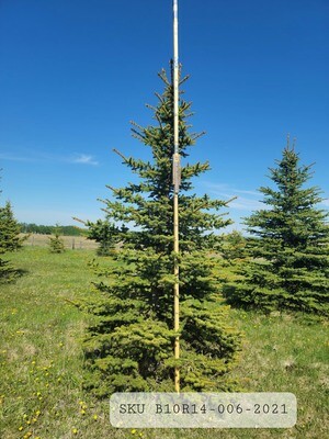 Colorado Blue Spruce | SKU B10R14-006-2021
