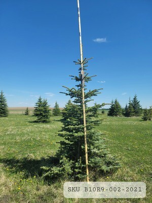 Colorado Blue Spruce | SKU B10R9-002-2021