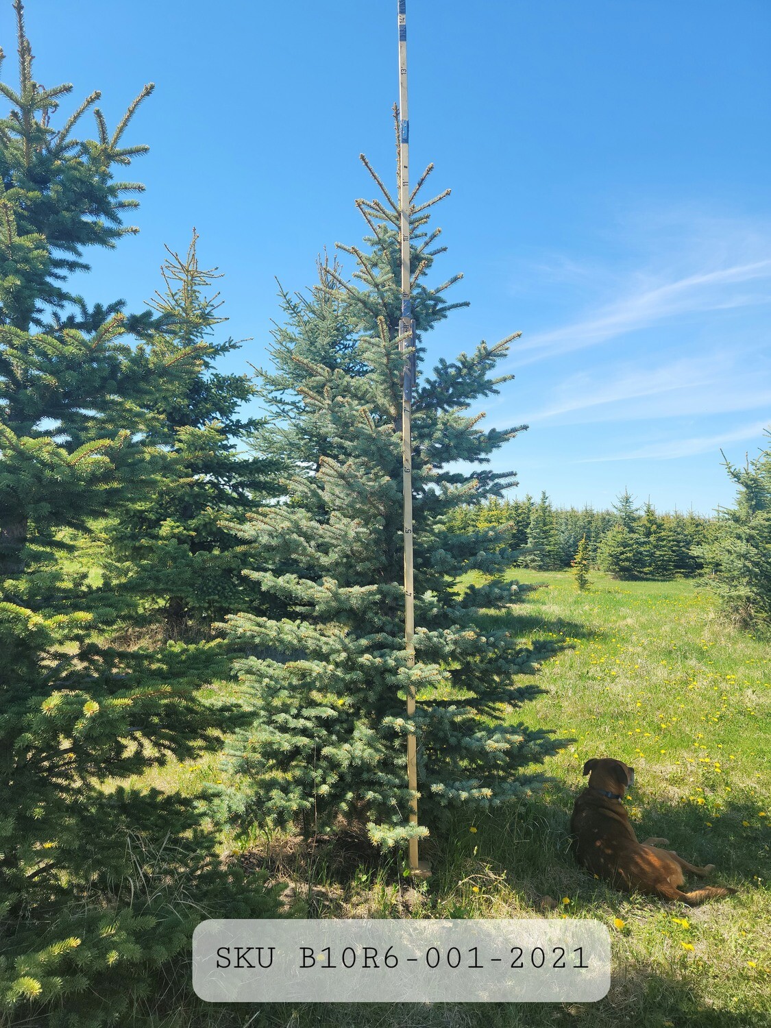 Colorado Blue Spruce | SKU B10R6-001-2021