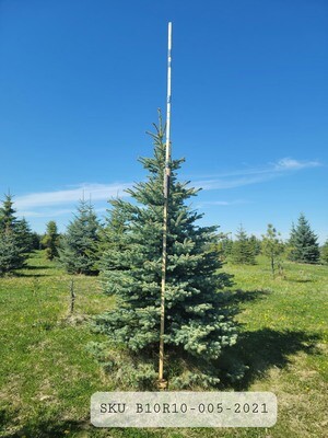 Colorado Blue Spruce | SKU B10R10-005-2021