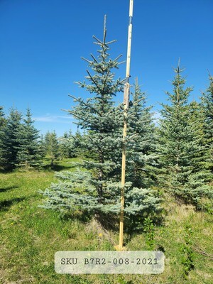 Colorado Blue Spruce | SKU B7R2-008-2021