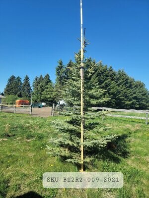 Colorado Blue Spruce | SKU B12R2-009-2021