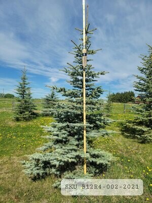 Colorado Blue Spruce | SKU B12R4-002-2021
