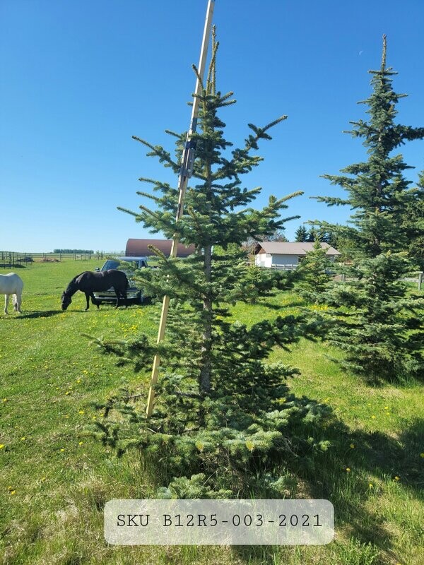Colorado Blue Spruce | SKU B12R5-003-2021