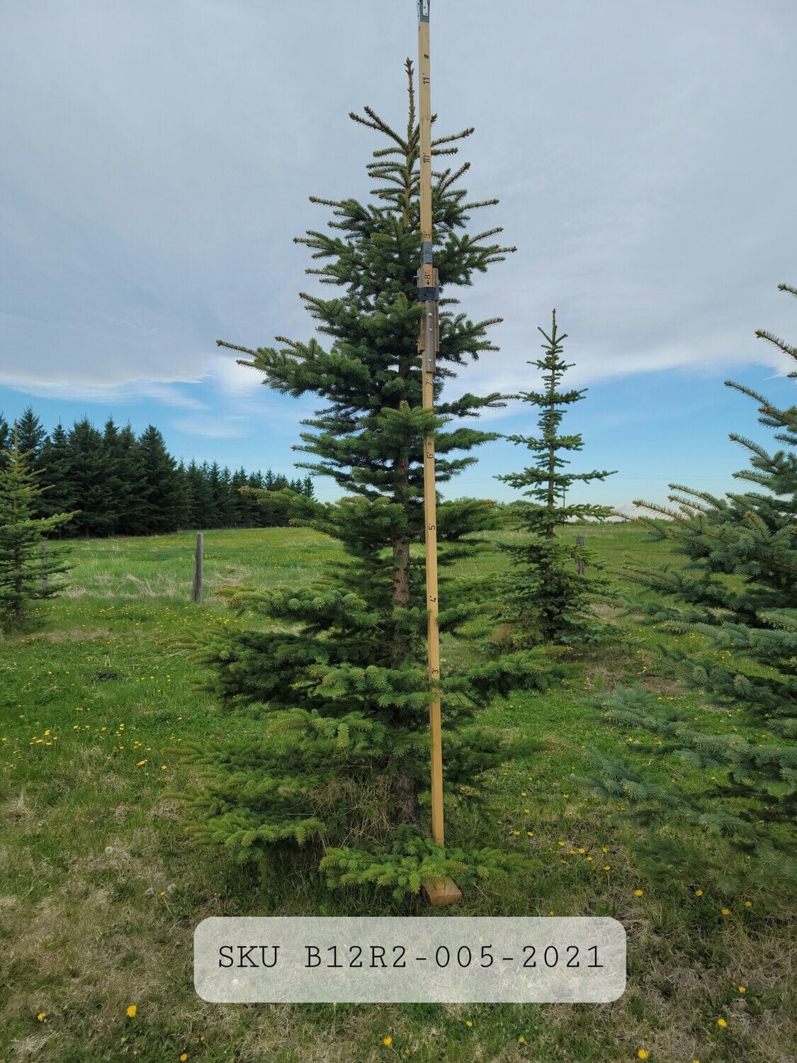 Colorado Blue Spruce |  SKU B12R2-005-2021