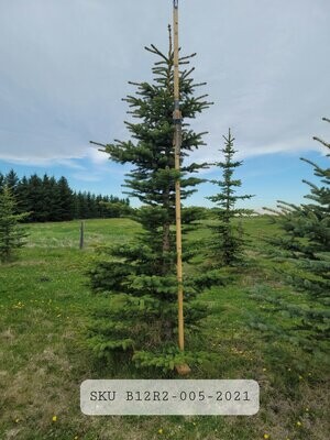 Colorado Blue Spruce | SKU B12R2-005-2021