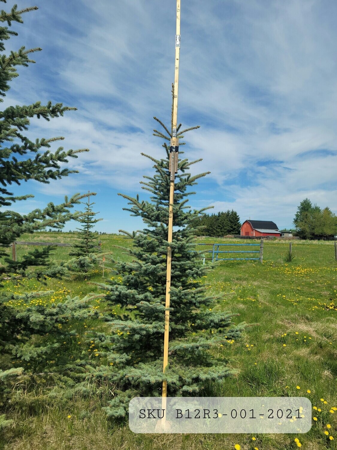 Colorado Blue Spruce | SKU B12R3-001-2021