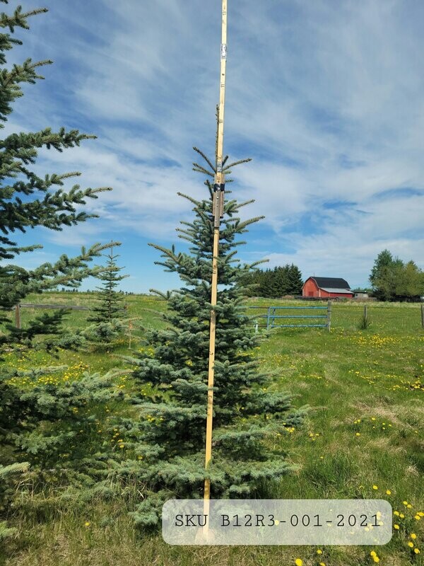 Colorado Blue Spruce | SKU B12R3-001-2021