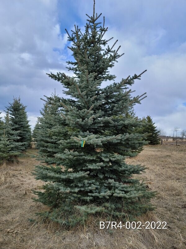 Colorado Blue Spruce | B7R4-002-2022