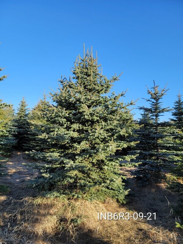Colorado Blue Spruce | INB6R3-09-21