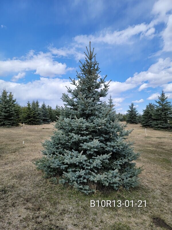 Colorado Blue Spruce | B10R13-01-21