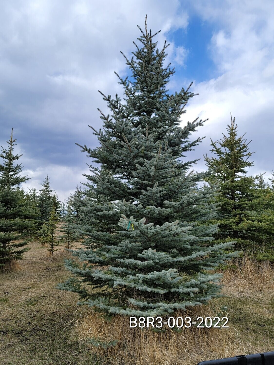 Colorado Blue Spruce | B8R3-003-2022