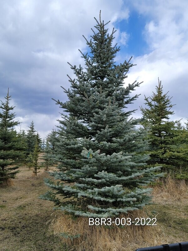 Colorado Blue Spruce | B8R3-003-2022