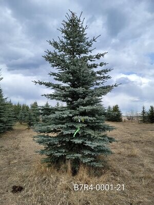 Colorado Blue Spruce | IN B7R4-0001-21