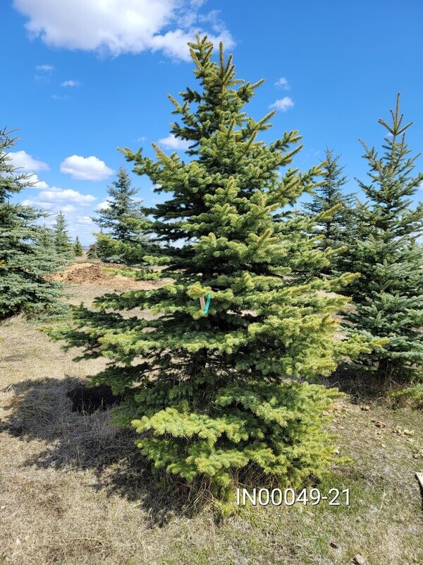 Colorado Blue Spruce | IN00049-21